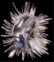 Sea Urchin Broach